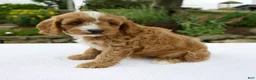 Cavapoo dogs for sale: Gus - Ad 5