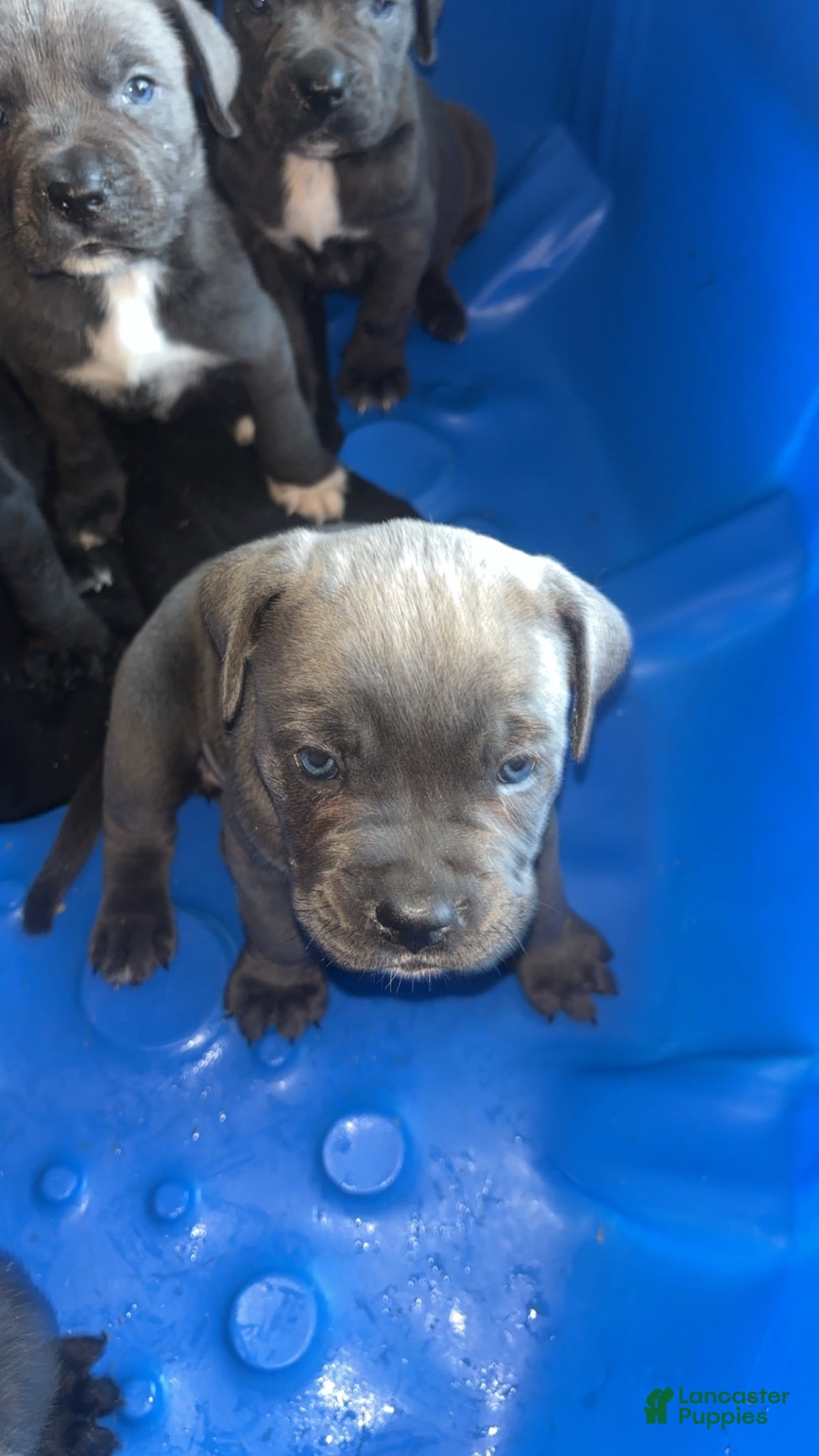 Cane Corso dogs Cane Corso 2 - Ad 3