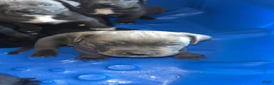 Cane Corso 2