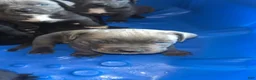 Cane Corso dogs for sale: Cane Corso 2 - Ad 1