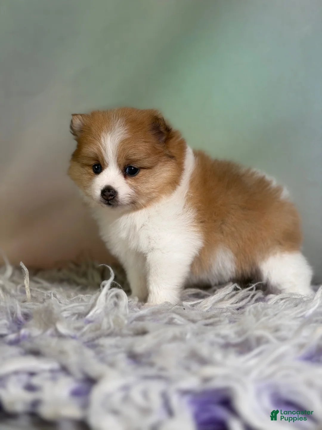 Pomeranian dogs for sale: Carmen blue eye - Ad 2