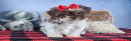 Shih Tzu dogs for sale: FINN - Ad 10