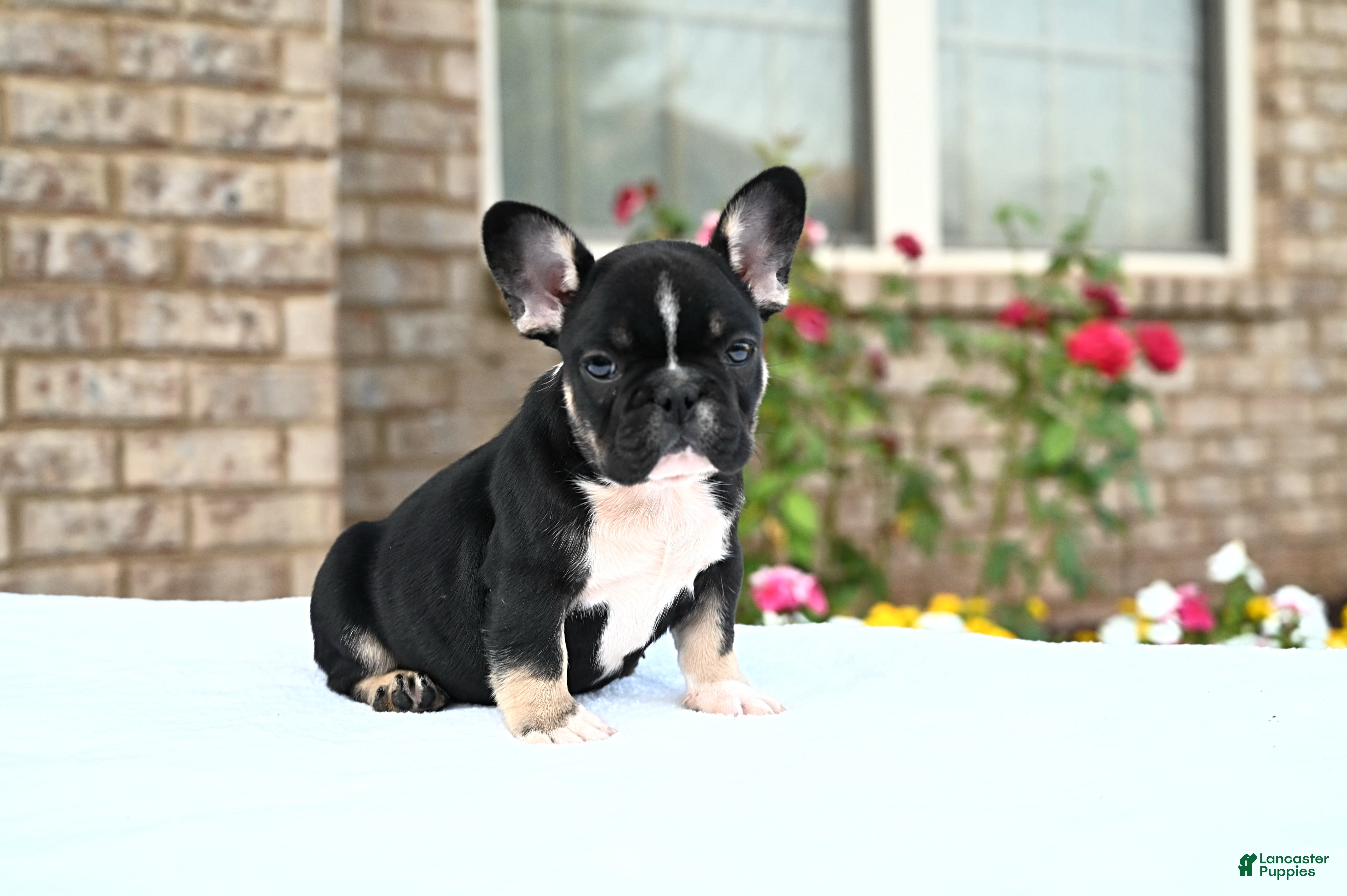 French Bulldog dogs Poppy - Ad 1