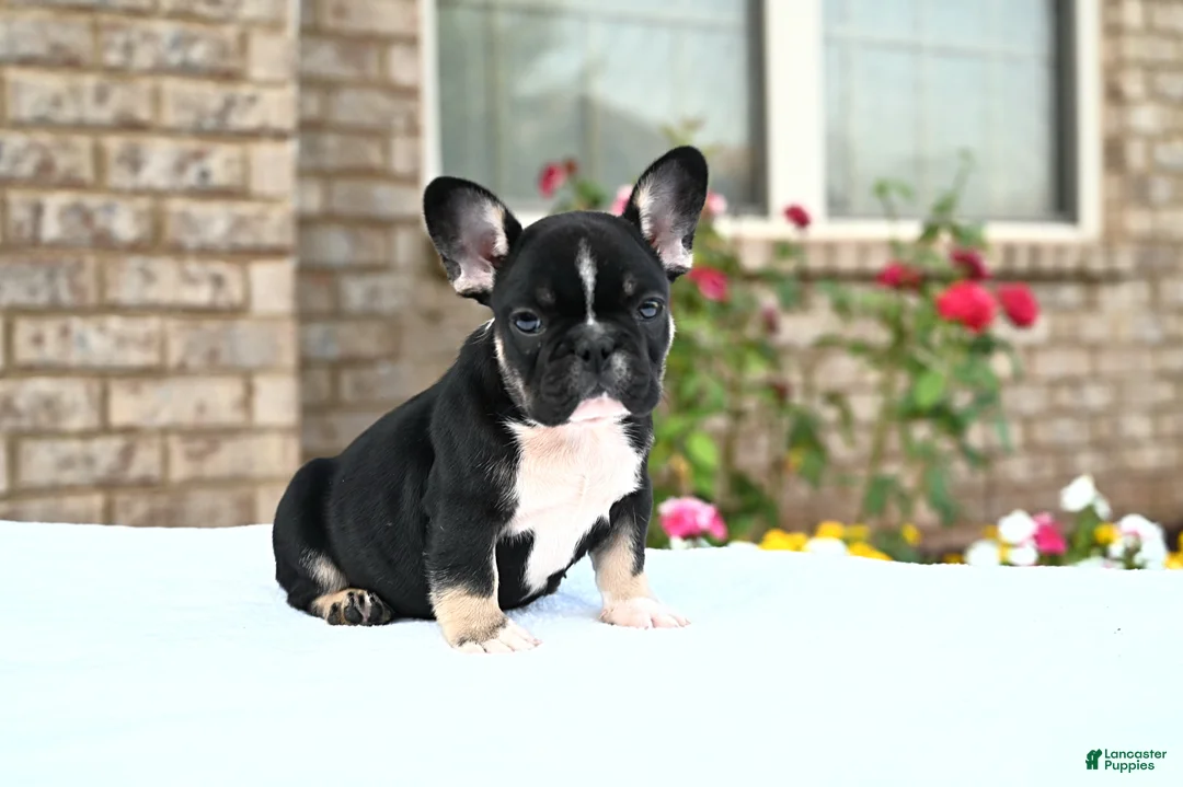 French Bulldog dogs for sale: Poppy - Ad 1