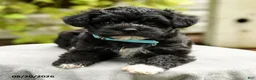 Yorkiepoo dogs for sale: Potter - Ad 3