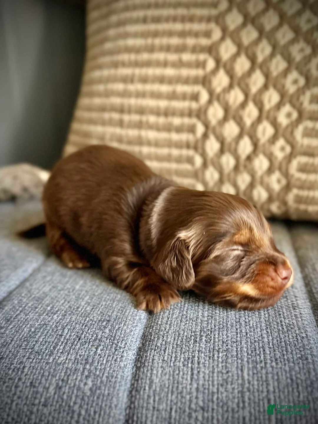 Miniature Dachshund dogs for sale: "The Boy!" - Ad 1