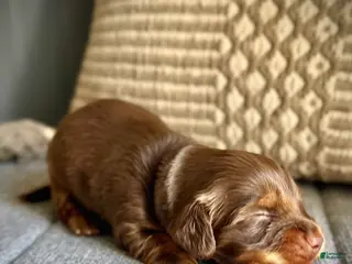 Miniature Dachshund dogs for sale: "The Boy!" - Ad 3