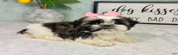 Shih Tzu dogs for sale: Suzy - Ad 2