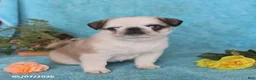 Pug dogs for sale: Brownie - Ad 5