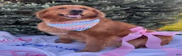 Goldendoodle dogs for sale: JYPSY - Ad 4
