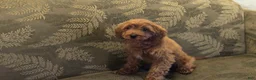 Cavapoo dogs for sale: Allie - Ad 11