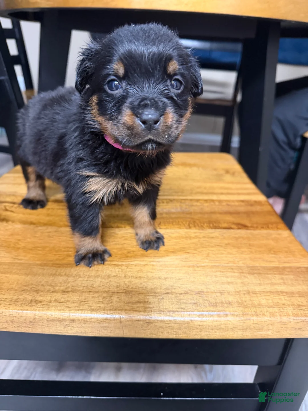Rottweiler dogs for sale: Rottweiler Puppy 8 - Ad 2
