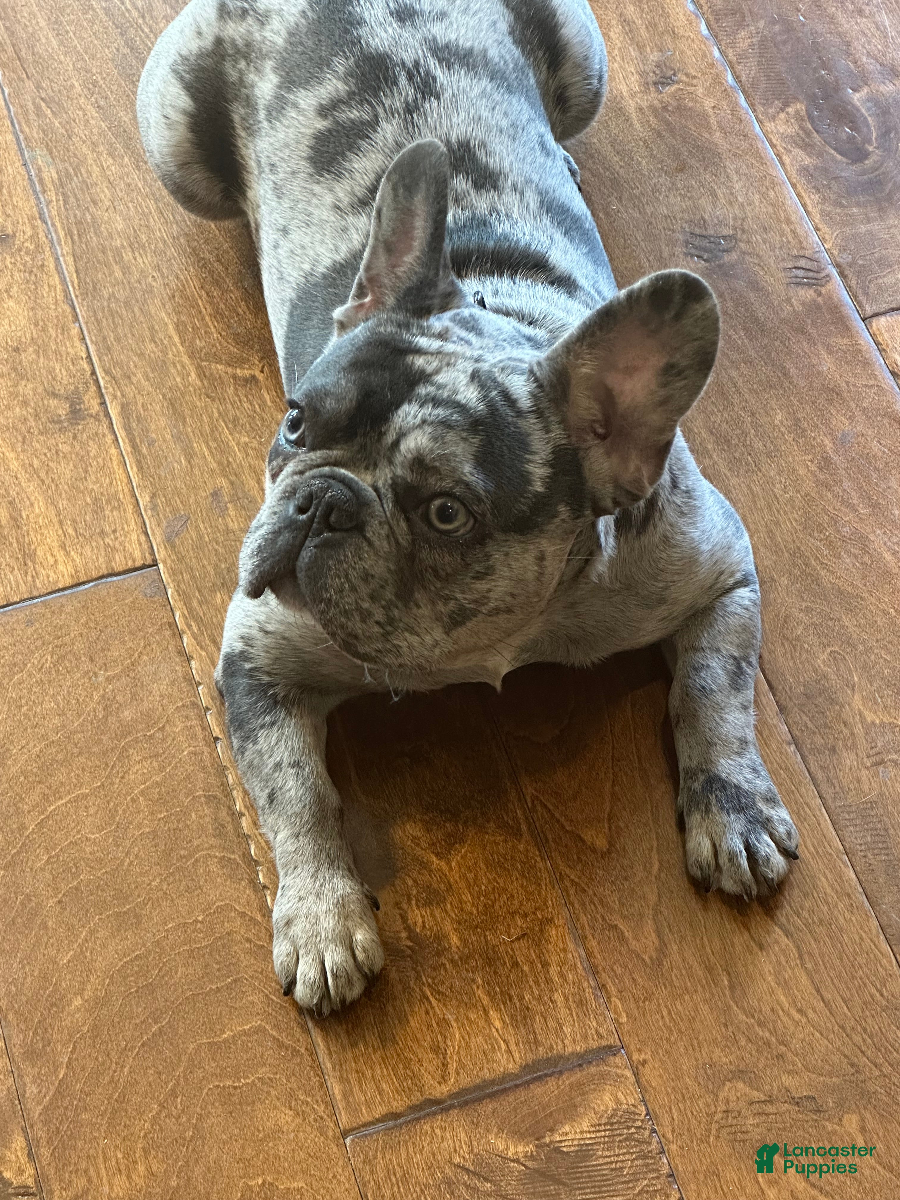 French Bulldog dogs French Bulldog 1 - Ad 2