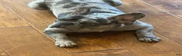 French Bulldog dogs for sale: French Bulldog 1 - Ad 2