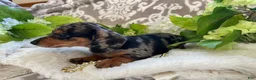 Miniature Dachshund dogs for sale: Elsie - Ad 15