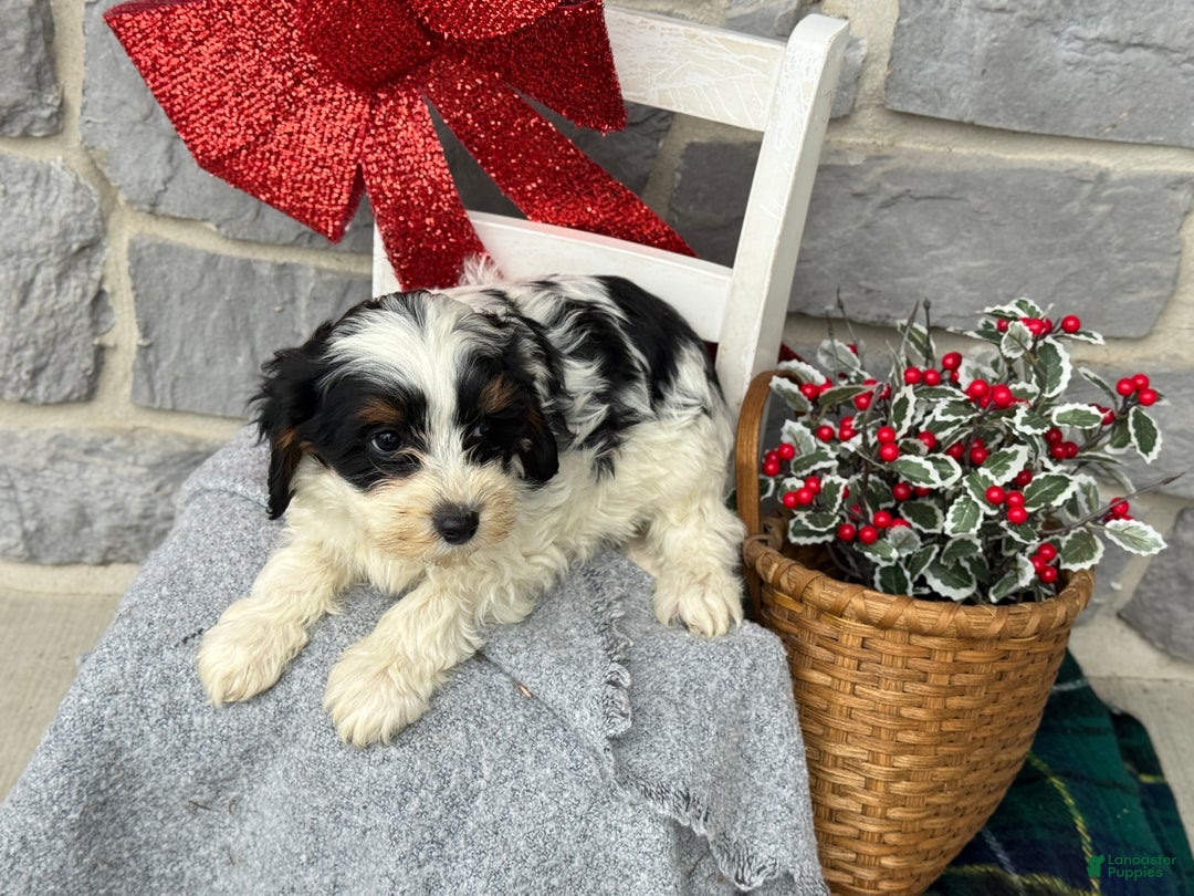 Cavapoo dogs for sale: Allie - Ad 2