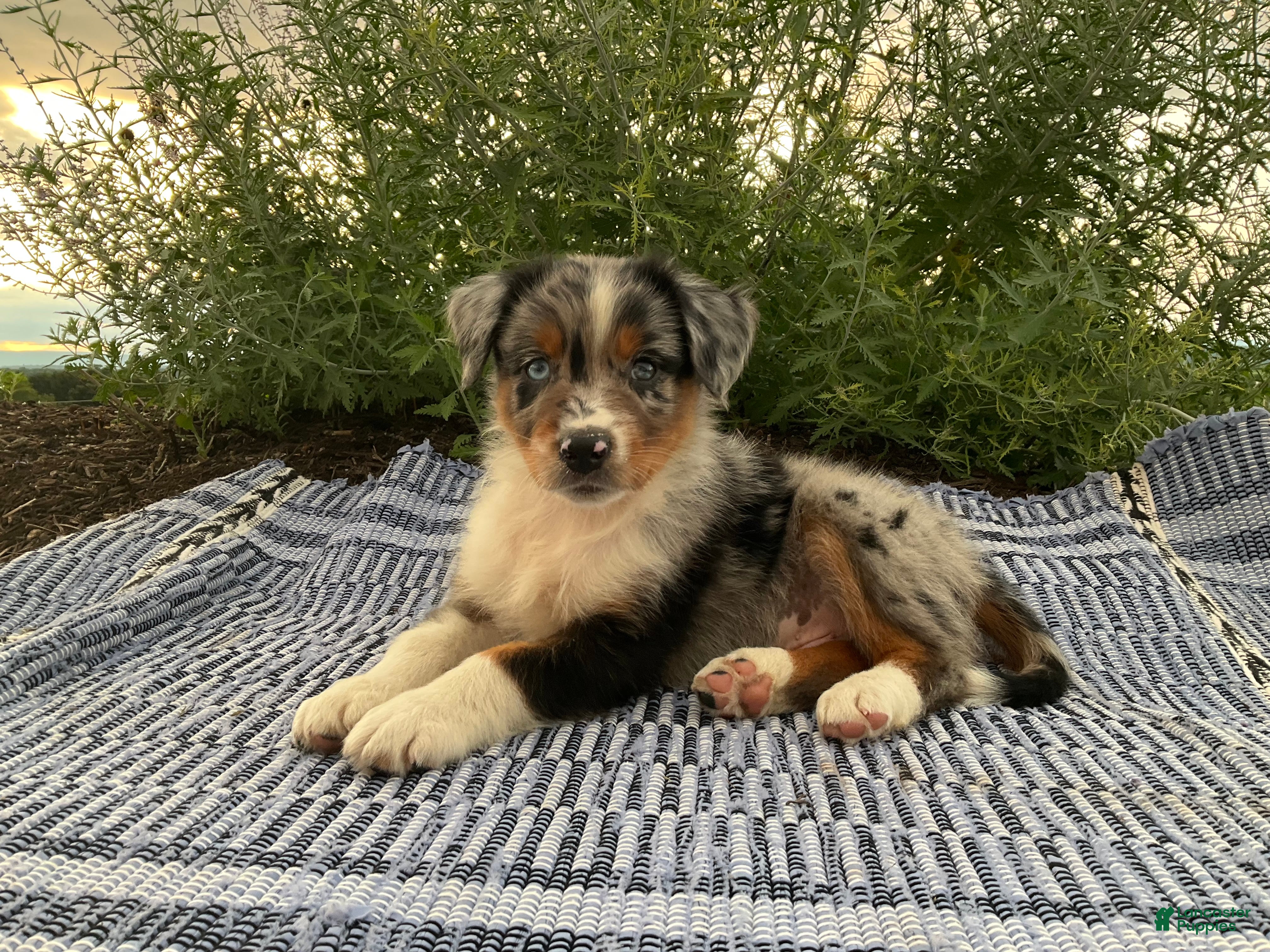 Australian Shepherd dogs Kody - Ad 1