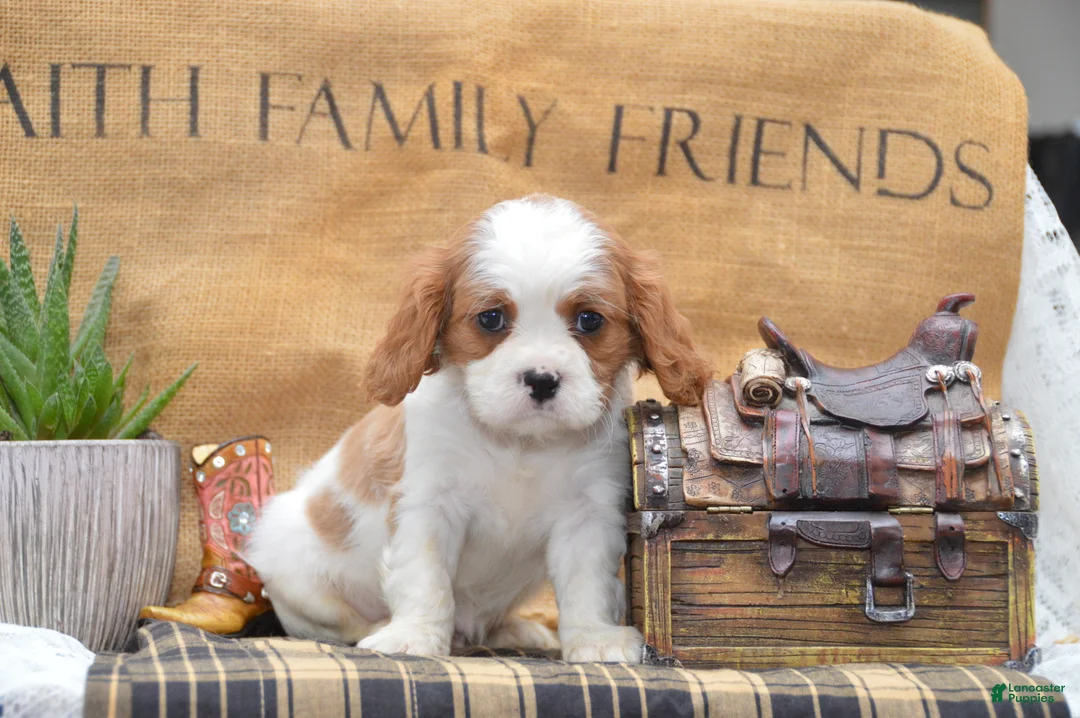Cavalier King Charles Spaniel dogs for sale: Cranston - Ad 1