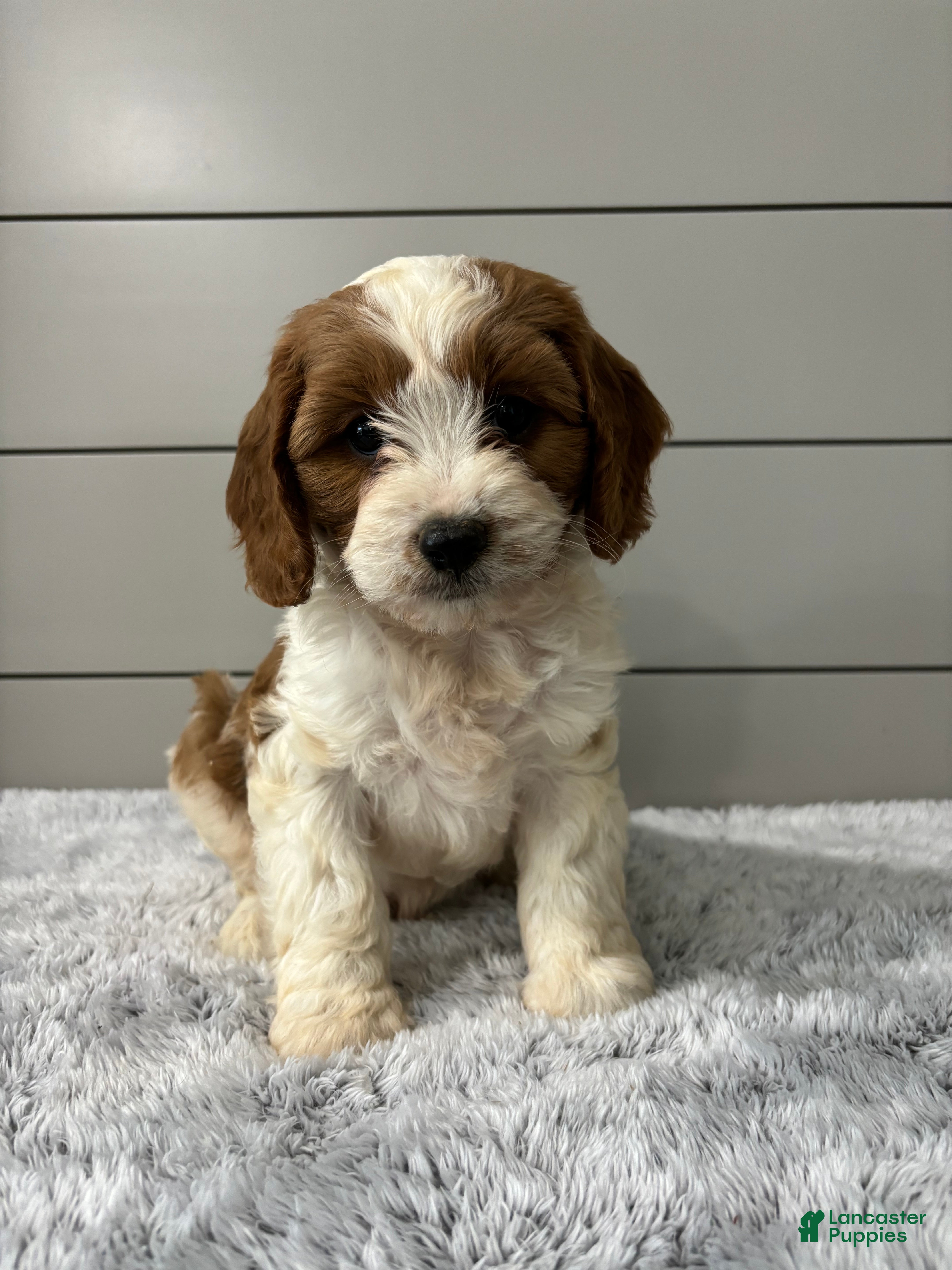 Cavapoo dogs Milo  - Ad 2