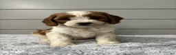 Cavapoo dogs for sale: Milo  - Ad 2