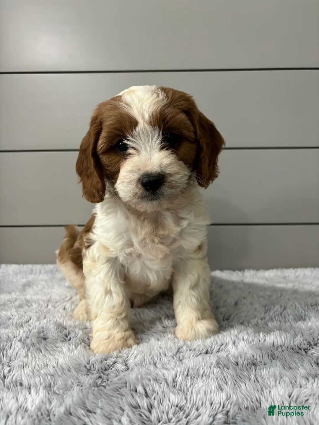 Cavapoo dogs for sale: Milo  - Ad 2