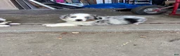 Australian Shepherd dogs for sale: Australian Shepherd 1 - Ad 2