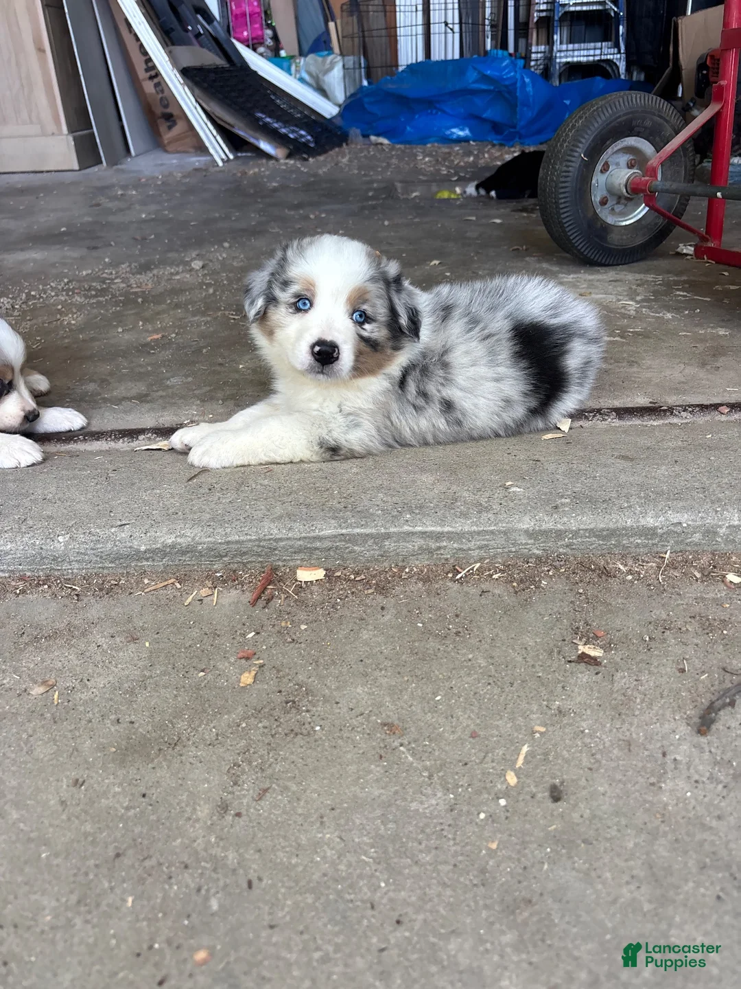 Australian Shepherd dogs for sale: Australian Shepherd 1 - Ad 2
