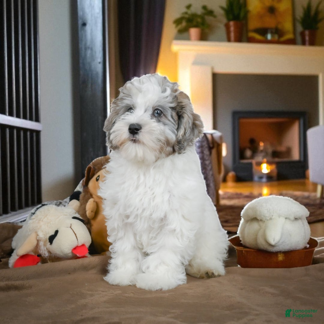 Maltipoo dogs for sale: ROSIE - Ad 2