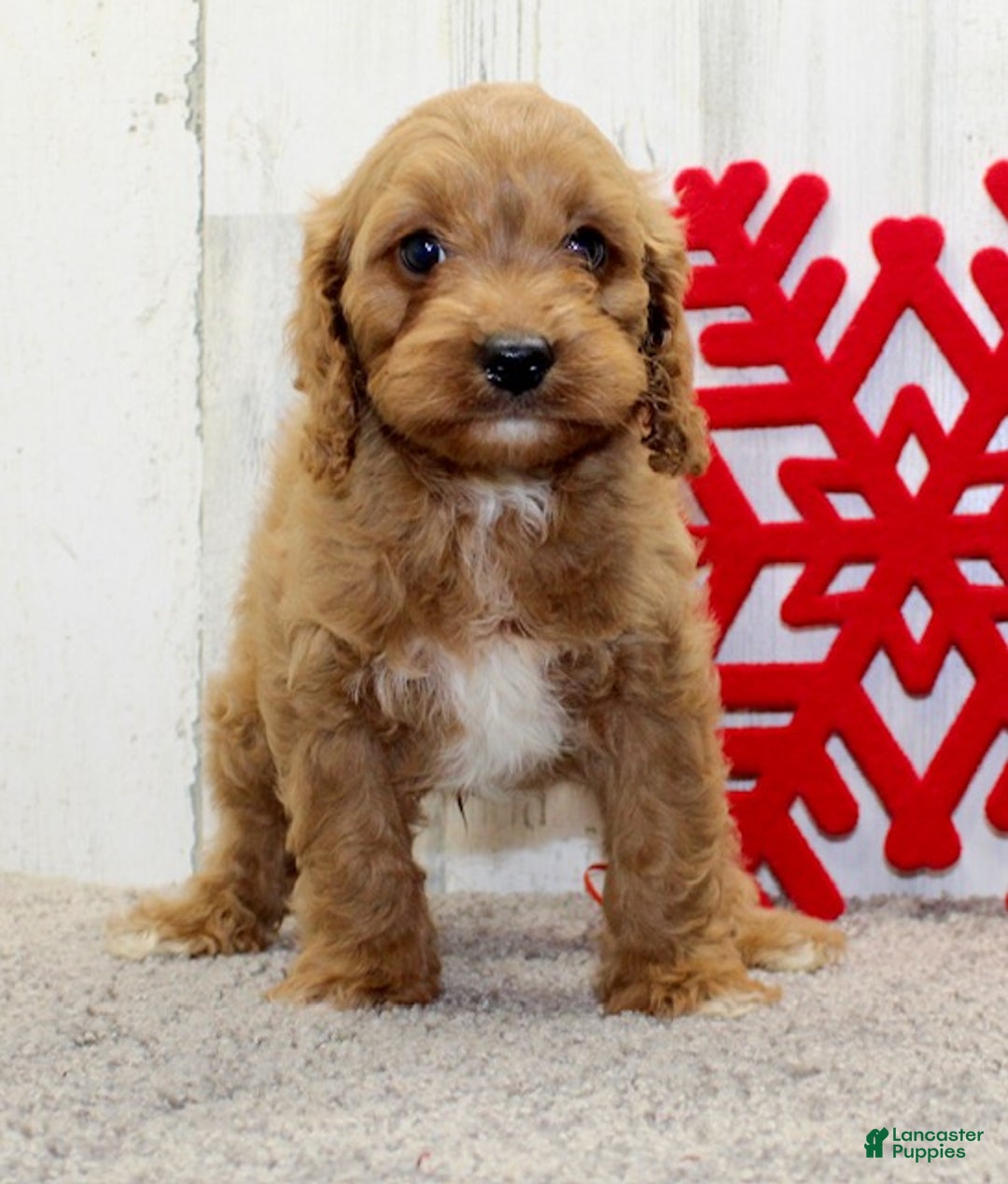 Cavapoo dogs for sale: Charlie - Ad 2