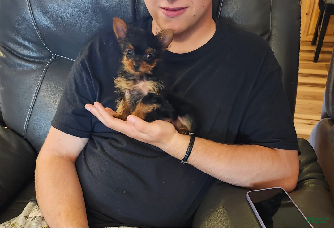 Yorkshire Terrier dogs for sale: Yorkshire Terrier Puppy 1 - Ad 2