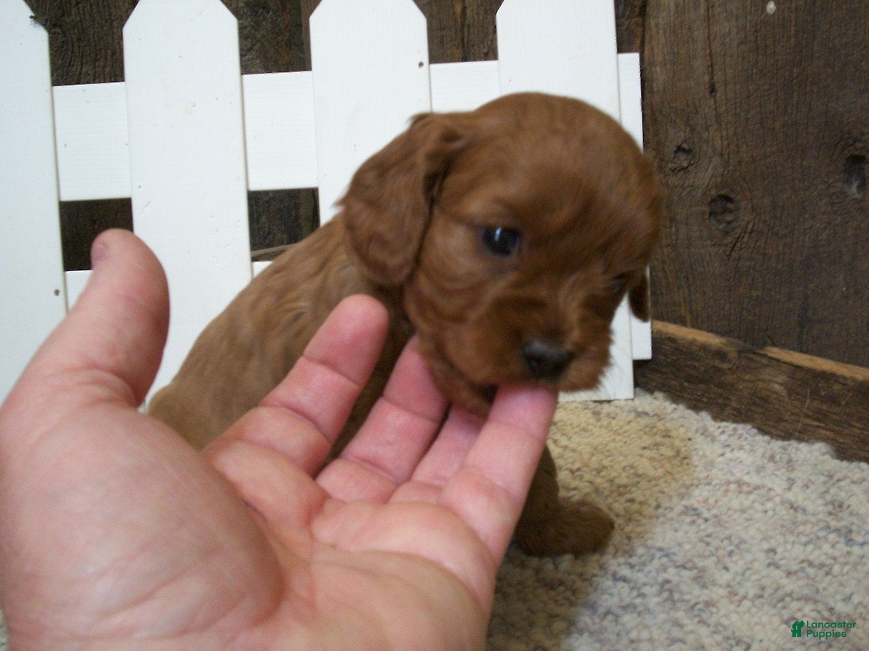Cavapoo dogs Tilly - Ad 1