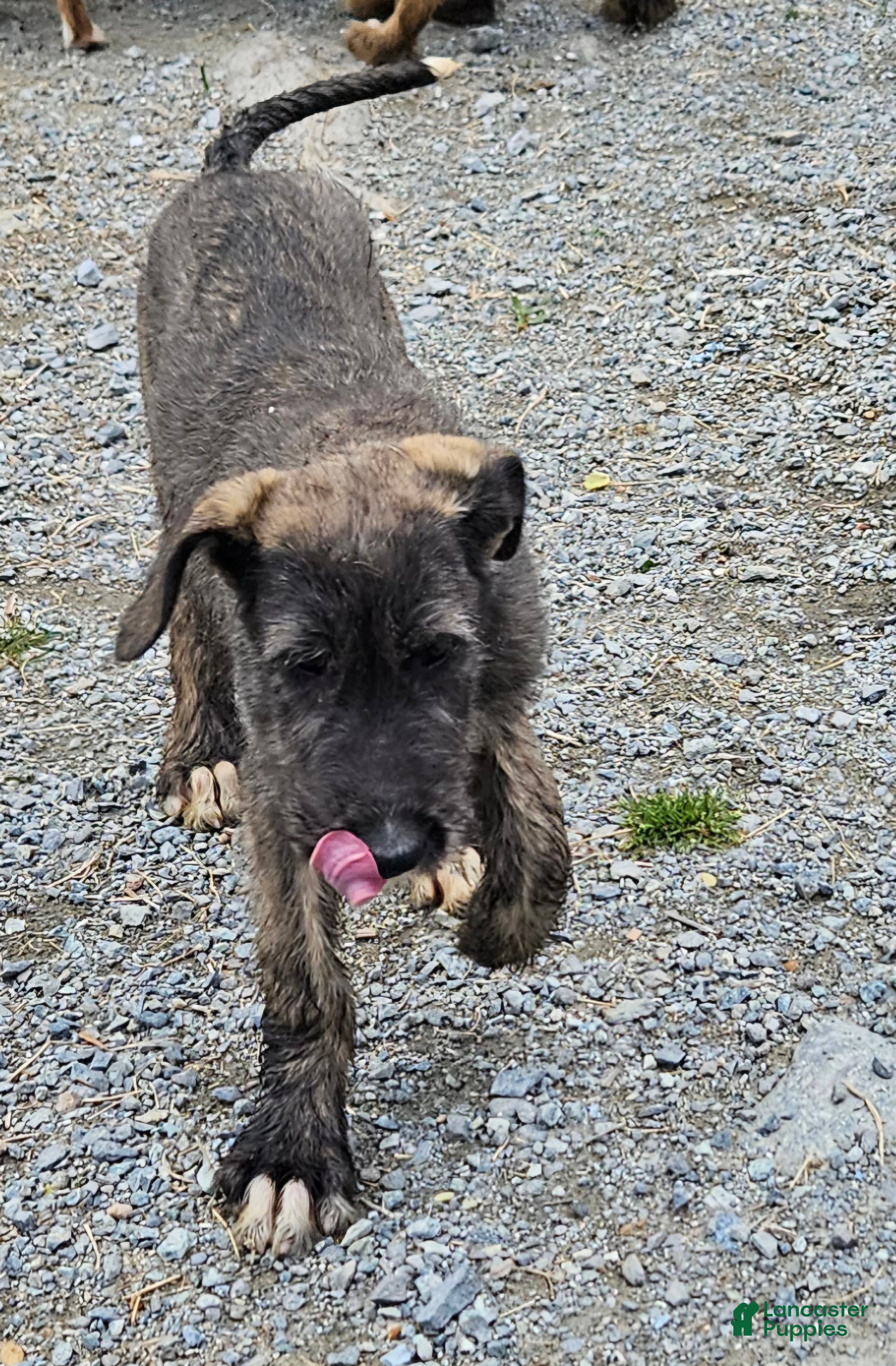 Irish Wolfhound dogs Irish Wolfhound Puppy 1 - Ad 1
