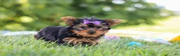 Yorkshire Terrier dogs for sale: Fiona - Ad 6