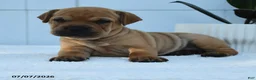 Mini Hippo dogs for sale: Tanner - Ad 5