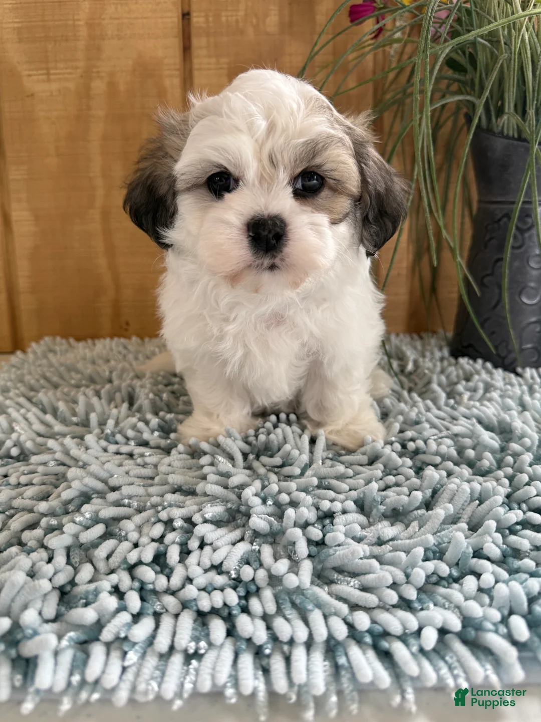 Teddy Bear dogs for sale: Fluffie - Ad 2
