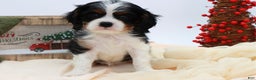 Cavalier King Charles Spaniel dogs for sale: Kye - Ad 5