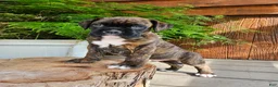 Boxer dogs for sale: Ranger - Ad 3