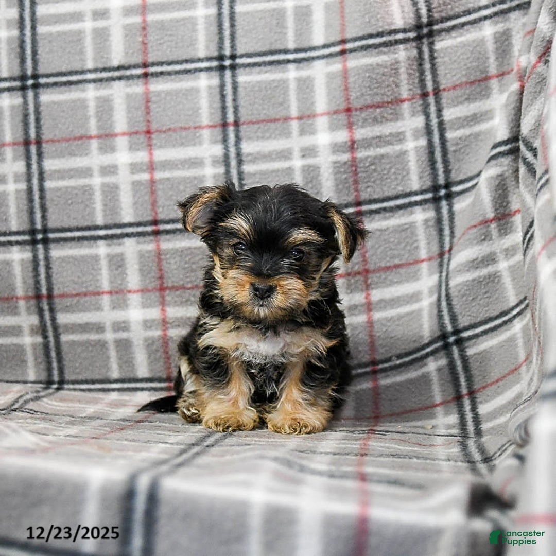 Morkie dogs for sale: Ziggy - Ad 2