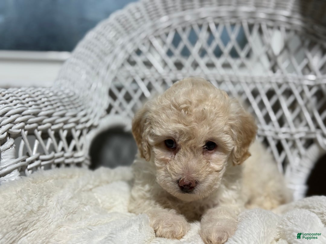 Bichpoo dogs for sale: Francess  - Ad 3