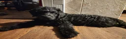 Labradoodle dogs for sale: Labradoodle 1 male - Ad 2