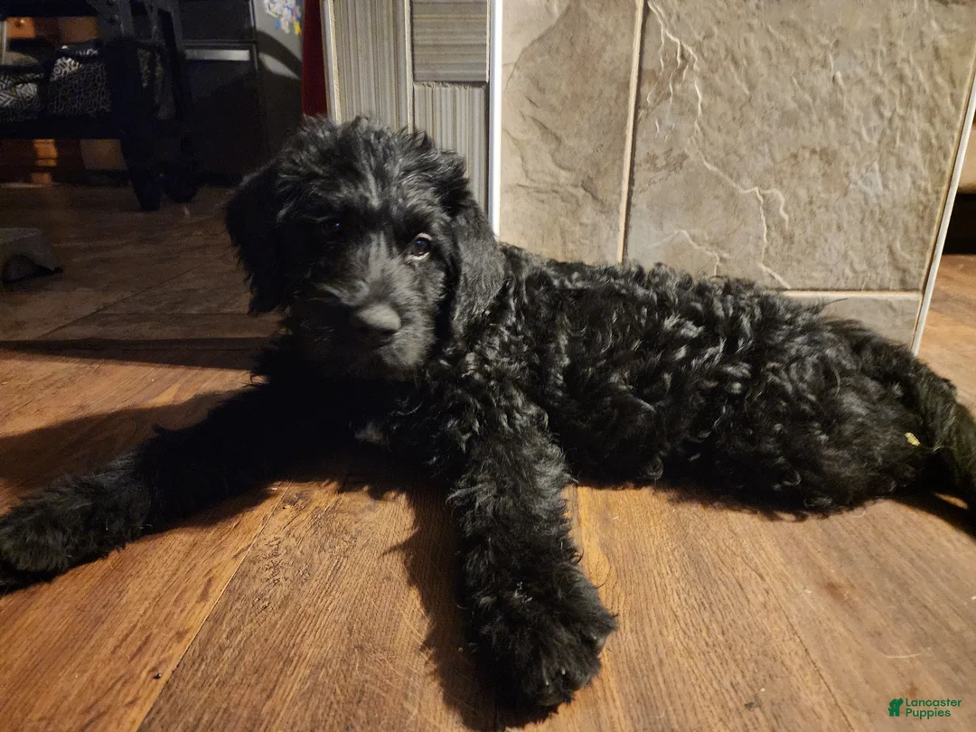 Labradoodle dogs for sale: Labradoodle 1 male - Ad 2