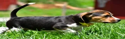 Beagle dogs for sale: Veronica - Ad 10