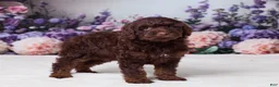 Mini Goldendoodle dogs for sale: Cohen - Ad 3