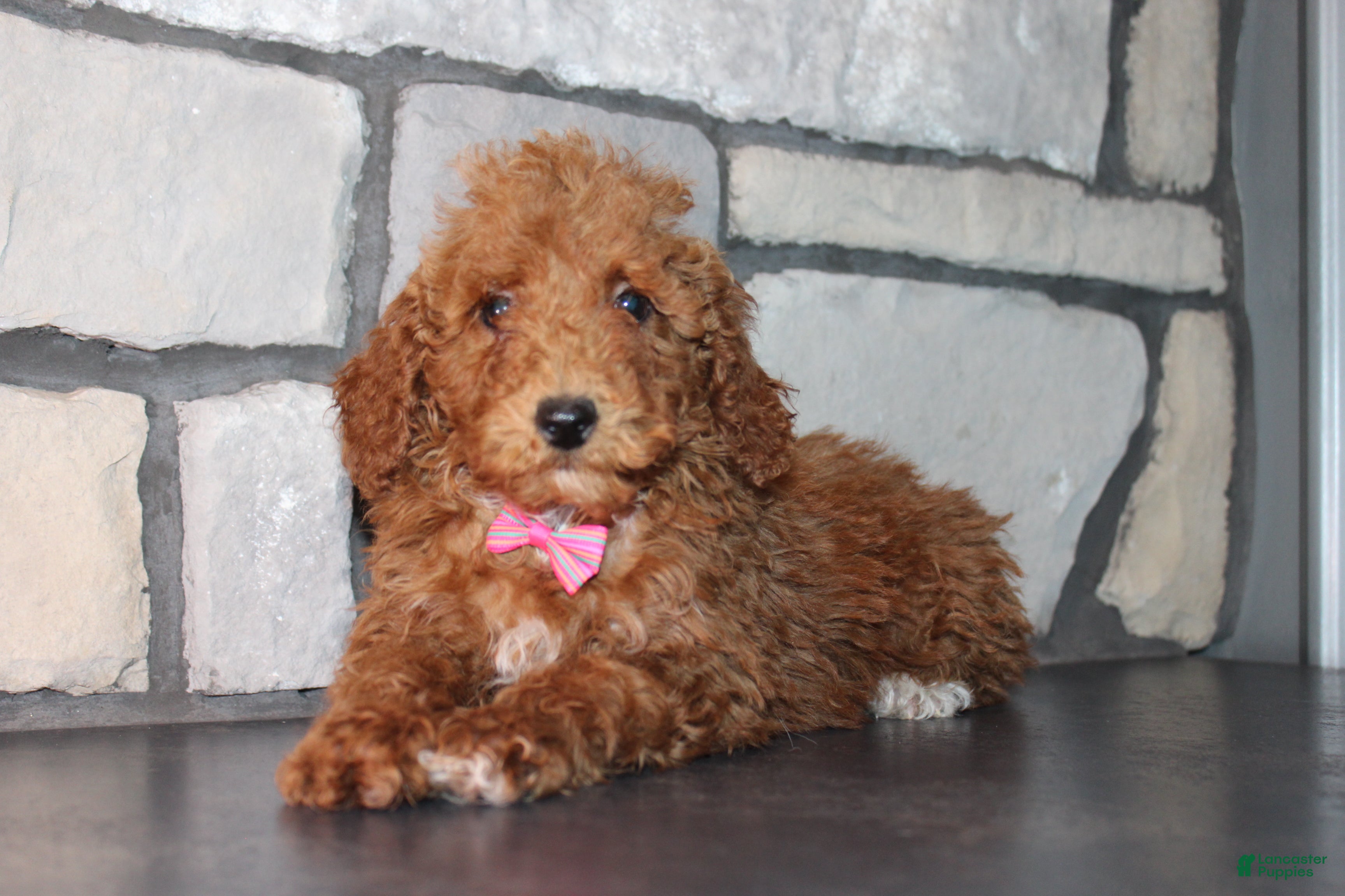 Miniature Poodle dogs AKC Piper - Ad 6