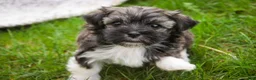 Havanese dogs for sale: Spunky - Ad 8
