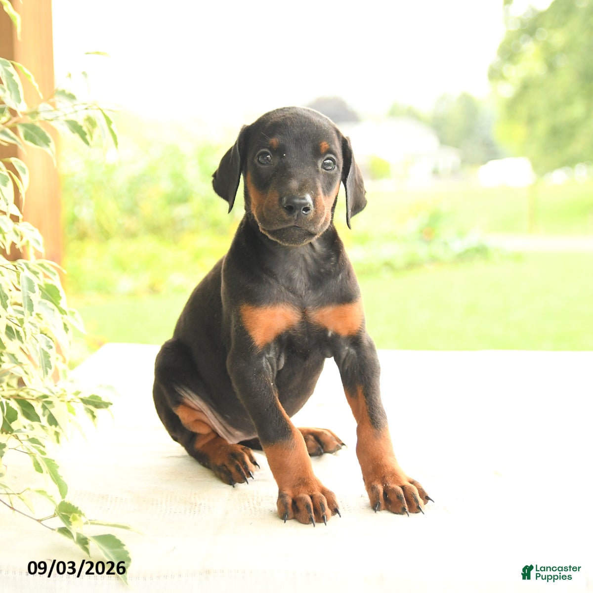 Doberman Pinscher dogs Autumn - Ad 1