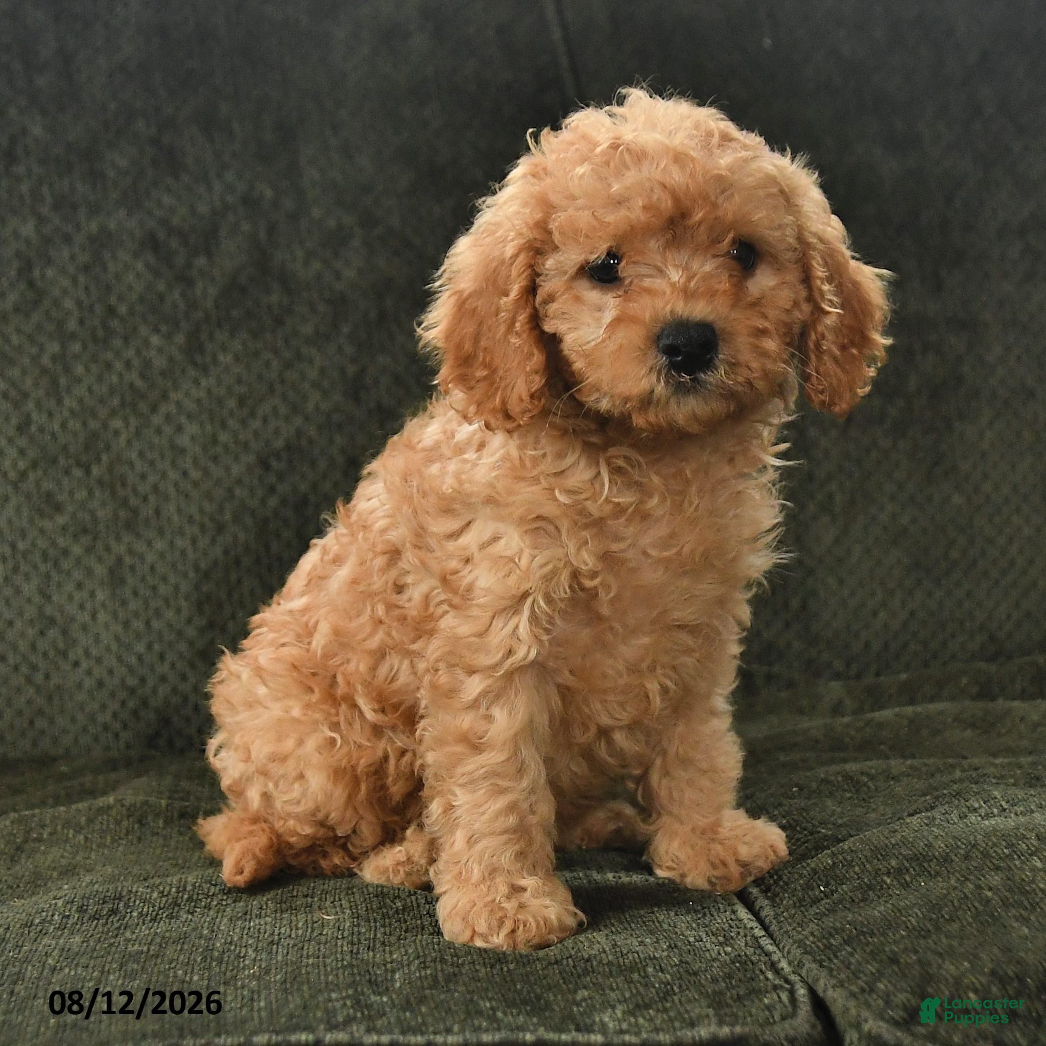 Cavapoo dogs Porter - Ad 2