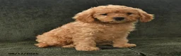 Cavapoo dogs for sale: Porter - Ad 2