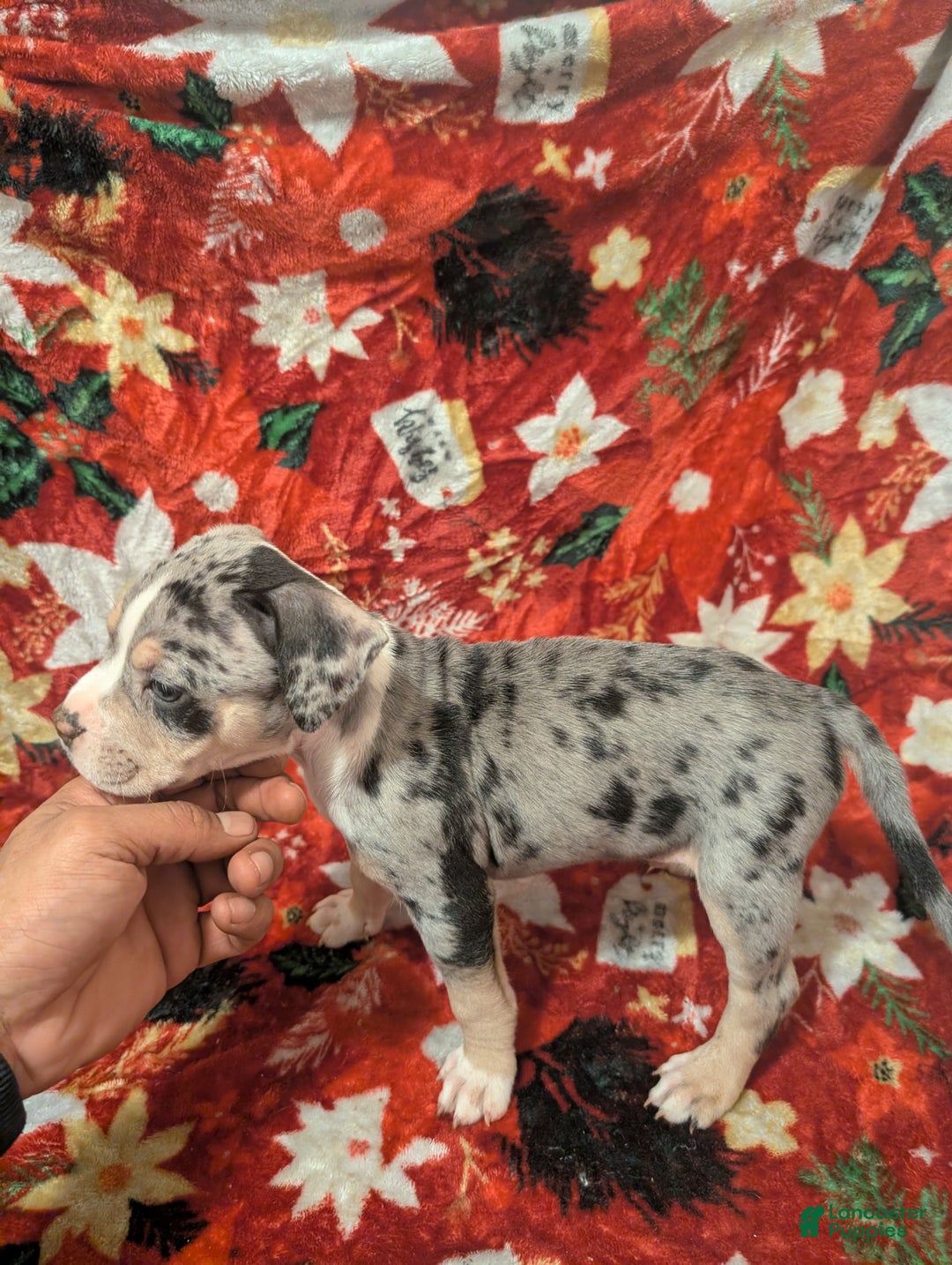 American Bully dogs for sale: American Bully Puppy 5 - Ad 2