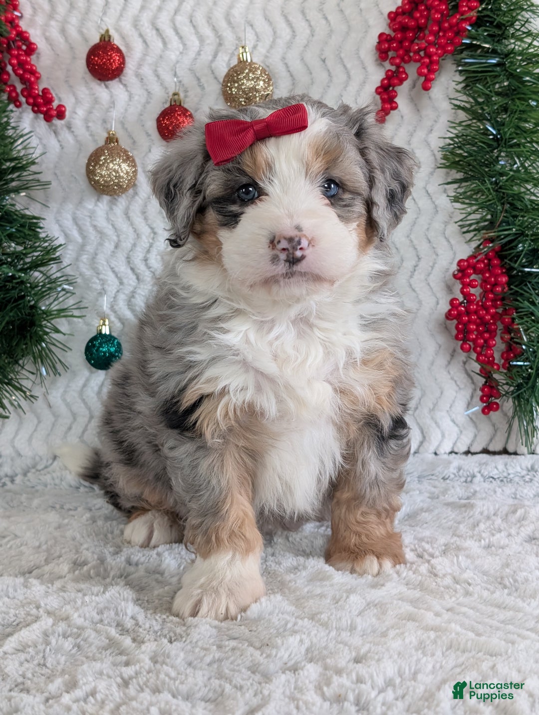 Mini Bernedoodle dogs for sale: Mini Pippa  - Ad 14